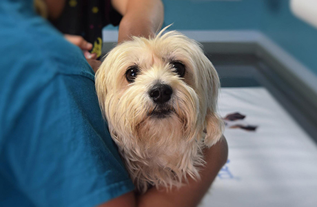 動物病院様向け